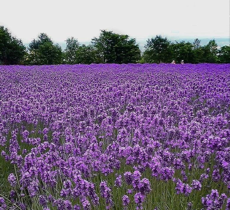 Summer Lavender Dreams